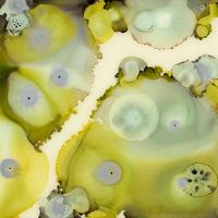 Lime Reef 2 #UVAN-260 Lime Reef 2 #UVAN-260