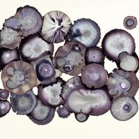 Eggplant #UVAN-262 Eggplant #UVAN-262