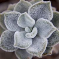 Fuzzy Succulent #89447 Fuzzy Succulent #89447