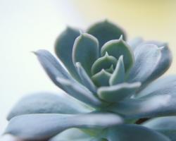 Succulent Spike #89452 Succulent Spike #89452