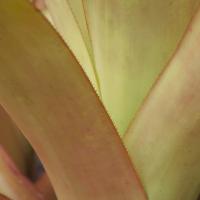 Tropical Succulent #89455 Tropical Succulent #89455