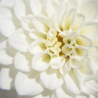 White Dahlia #89922 White Dahlia #89922