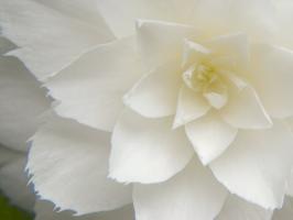 White Camellia #89923 White Camellia #89923