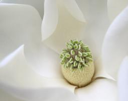 Southern Magnolia #89924 Southern Magnolia #89924
