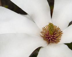 Magnolia Bloom #89925 Magnolia Bloom #89925