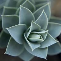 Star Plant 1 #90835 Star Plant 1 #90835