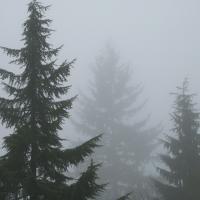 Foggy Morning 1 #90838 Foggy Morning 1 #90838