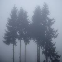 Foggy Morning 3 #90840 Foggy Morning 3 #90840