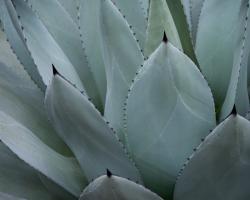 Whale's Tongue Agave #98157 Whale's Tongue Agave #98157