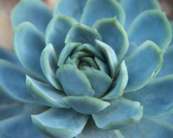 Blue Succulent #85937 Blue Succulent #85937