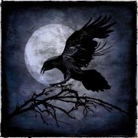 Crow #WG112366