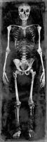 Skeleton II #WG112369 Skeleton II #WG112369