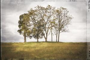Three Trees #92230 Three Trees #92230