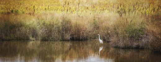 Wild Bird in Autumn #92231 Wild Bird in Autumn #92231