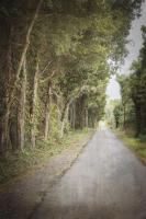 Shady Road #92236 Shady Road #92236