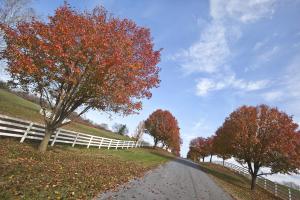 Autumn Road #92237 Autumn Road #92237