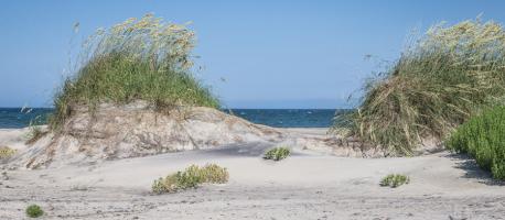 Pea Island #92251 Pea Island #92251