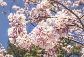 Cherry Blossoms 1 #92262 Cherry Blossoms 1 #92262