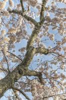 Cherry Blossoms 2 #92263 Cherry Blossoms 2 #92263