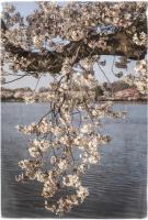 Cherry Blossoms 4 #92265 Cherry Blossoms 4 #92265