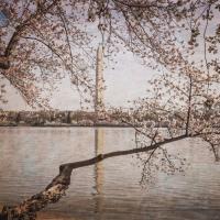 Cherry Blossoms 5 #92266 Cherry Blossoms 5 #92266