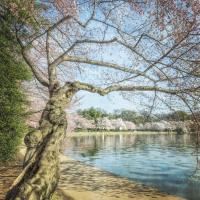 Cherry Blossoms 9 #92270 Cherry Blossoms 9 #92270