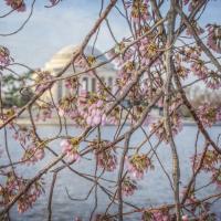 Cherry Blossoms 11 #92272 Cherry Blossoms 11 #92272