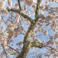 Cherry Blossoms 12 #92273 Cherry Blossoms 12 #92273