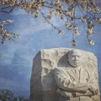 Cherry Blossoms Martin Luther King Monument #92275 Cherry Blossoms Martin Luther King Monument #92275