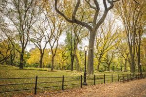 Central Park Autumn 2 #92332 Central Park Autumn 2 #92332