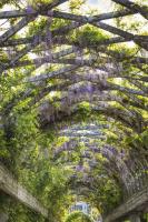 Wisteria Trellis Arch #92357 Wisteria Trellis Arch #92357