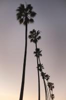 Palm Tree Silhouettes #92367 Palm Tree Silhouettes #92367
