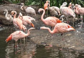 Pink Flamingos #92368 Pink Flamingos #92368