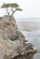 Lone Cypress #92379 Lone Cypress #92379