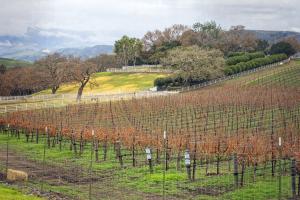 Dormant Vineyard #92406 Dormant Vineyard #92406