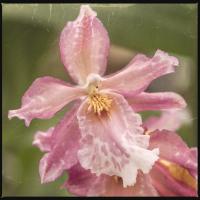 Bearded Orchid #92409 Bearded Orchid #92409