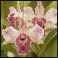 Pink Orchid Trio #92411 Pink Orchid Trio #92411