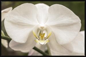 White Orchid #92412 White Orchid #92412