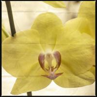 Yellow Orchid #92413 Yellow Orchid #92413