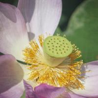 Lotus Lily 1 #92414 Lotus Lily 1 #92414