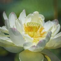 Lotus Lily 2 #92415 Lotus Lily 2 #92415