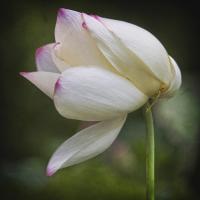 Lotus Lily 3 #92416 Lotus Lily 3 #92416