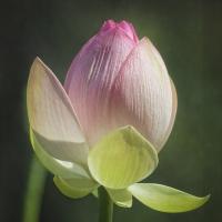Lotus Lily 4 #92417 Lotus Lily 4 #92417