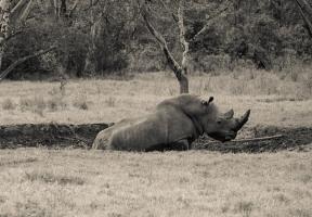 Black Rhino #89646 Black Rhino #89646