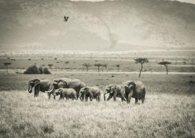 Grazing Elephants #89649 Grazing Elephants #89649