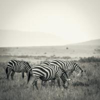 Grazing Zebras #89650 Grazing Zebras #89650