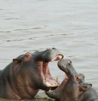 Hippos #89651 Hippos #89651
