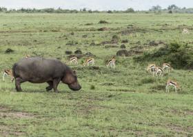 Hippo Trail #89652 Hippo Trail #89652