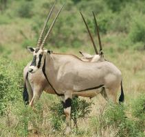 Oryx #89653 Oryx #89653