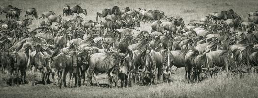 Wildebeests #89660 Wildebeests #89660